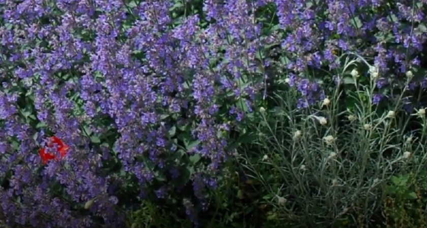 5 ароматных многолетников, которые превратят ваш участок в райский уголок: соседи будут завидовать