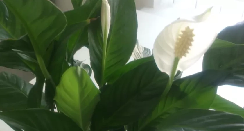 Спатифиллум будет цвести как сумасшедший почти круглый год: запомните 8 простых правил в уходе