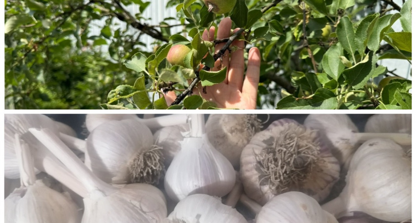 Топ-5 важных осенних лайфхаков для огородников и садоводов: обязательно возьмите на вооружение