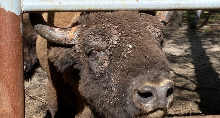 В парке "Мещёра" стартовала акция "Покорми зубра"