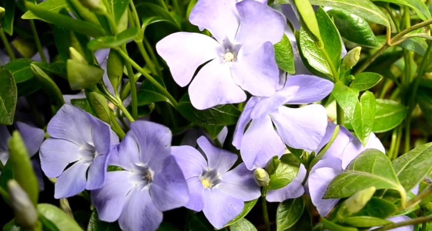 Забудьте о сорняках навсегда: 12 растений, которые работают вместо вас - не нужно ни полоть, ни косить