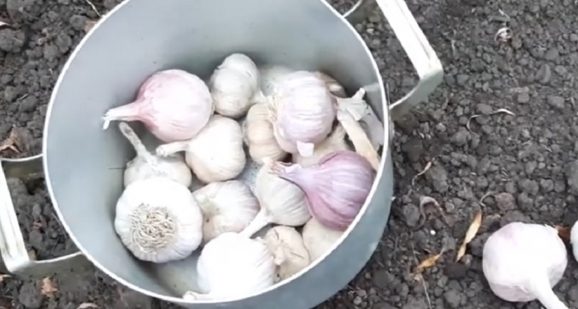 Все о посадке чеснока осенью от опытного агронома: когда и как правильно сажать чеснок под зиму