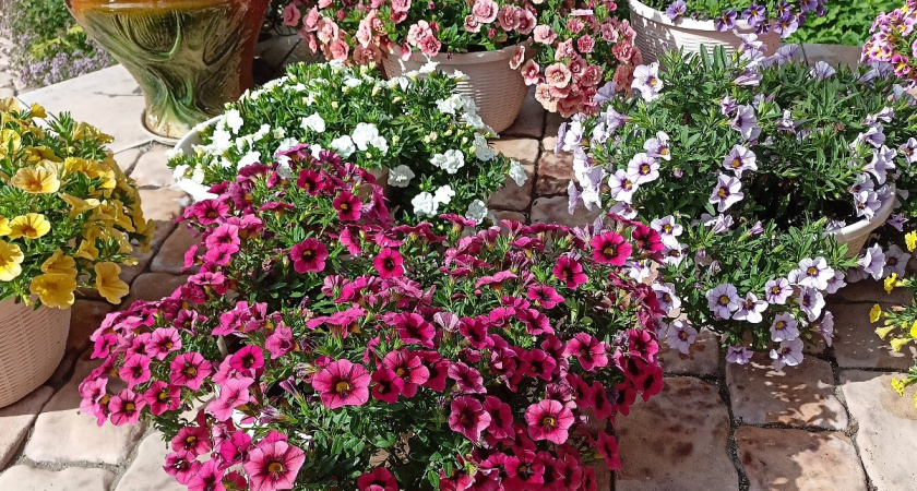 Отказался от петунии ради 4 ампельных цветов, которые цветут пышнее: идеальная замена