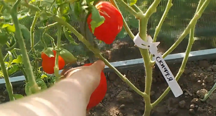 5 сортов томатов, которые я больше не посажу никогда: горький опыт и советы бывалого садовода