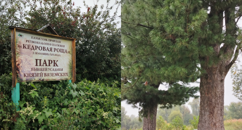 Владимирские экологи обеспокоены судьбой памятник природы «Кедровая роща»