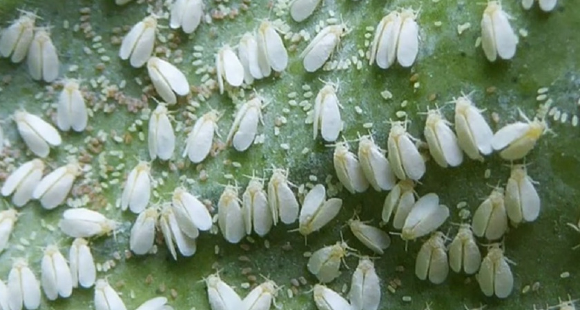 Осенью победить белокрылку даже проще: рабочие способы борьбы с вредителем от опытной дачницы