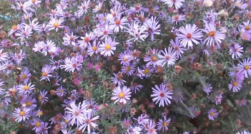 Украсят сад до самого ноября: топ-7 многолетников для красивого осеннего шоу на вашем участке