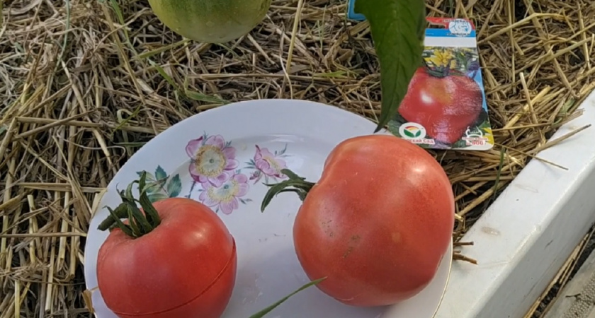 Не томаты, а золото: 6 сортов мясистых помидоров, которые вам следует посадить у себя