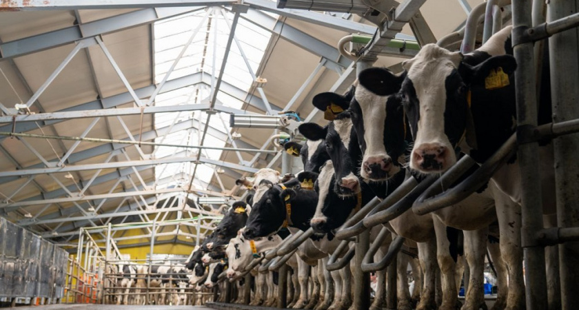 Власти Владимирской области направляют 1,8 миллиарда рублей на поддержку сельского хозяйства