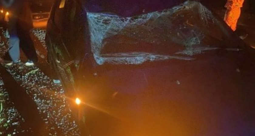 Жительница Ставрова попала в больницу после ДТП из-за лося на трассе