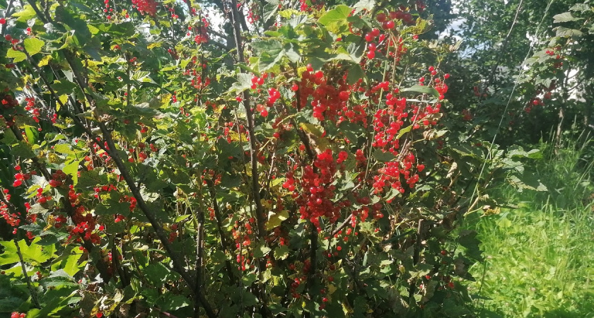 Подкормите смородину в сентябре этим, и кусты будут ломиться от сладких ягод: все нюансы осеннего ухода