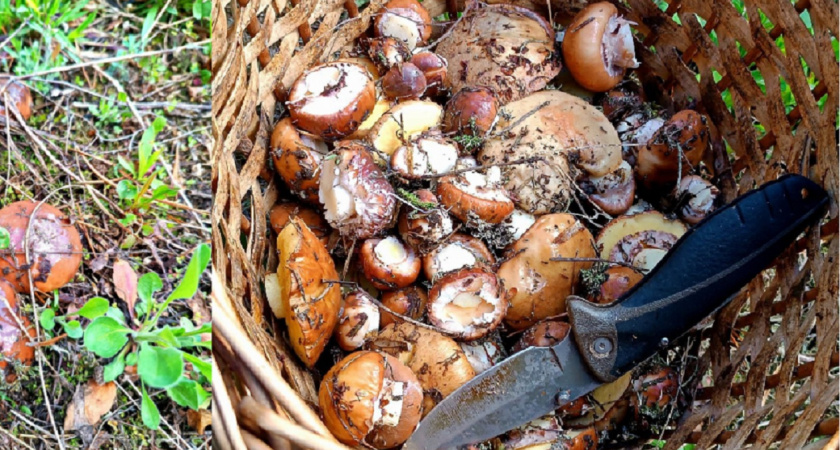 Можно ли есть червивые грибы: авторитетный ученый дал окончательный ответ - запомните раз и навсегда