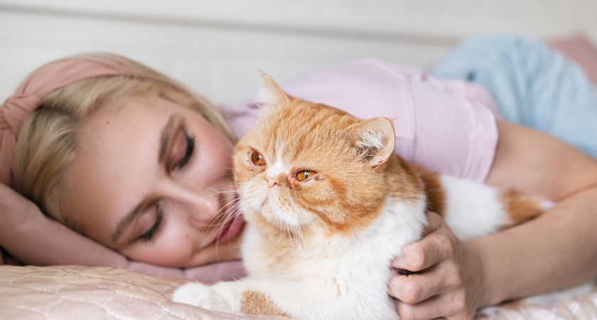 Кошки на страже вашего сна: что делают питомцы, когда вы спите?