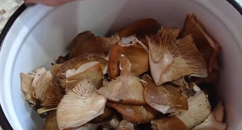 Сколько следует варить опята, лисички и подберезовики: исчерпывающая шпаргалка для идеальной готовки