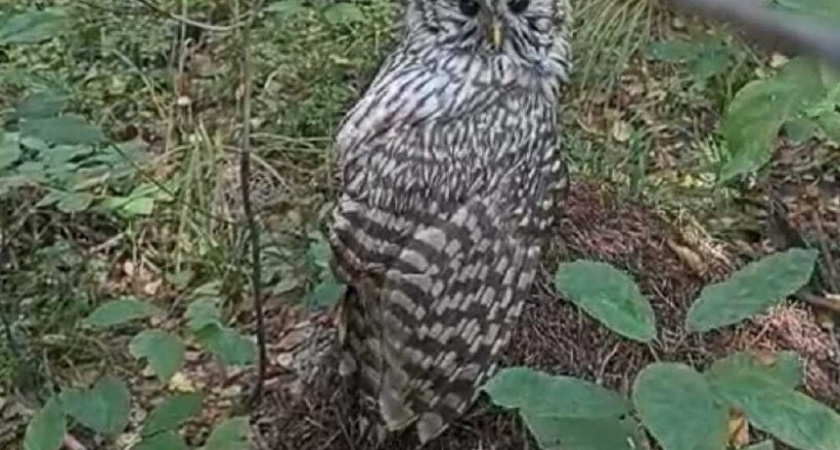 В Меленковском районе нашли редкую сову из Красной книги области