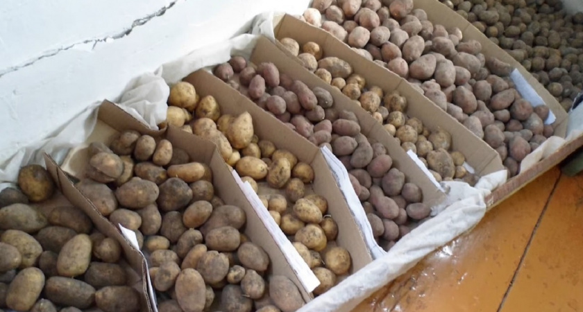 Как сохранить картошку до лета без потерь: 5 правил от агрономов, которые работают безотказно