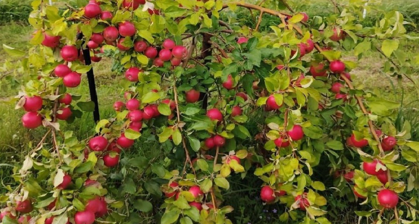 Урожай в 100 тонн яблок планирует собрать семья из Вязниковского района