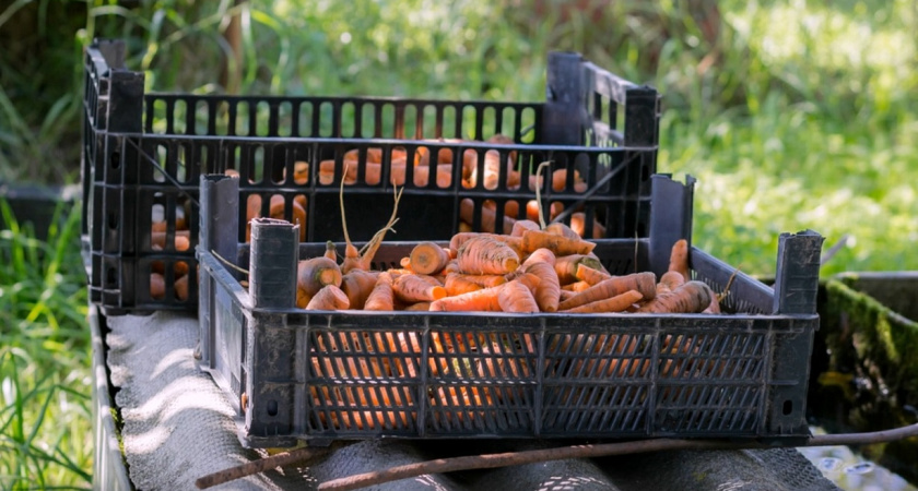 Морковь сохранится до лета и не сгниет: запомните простые хитрости хранения от опытной дачницы