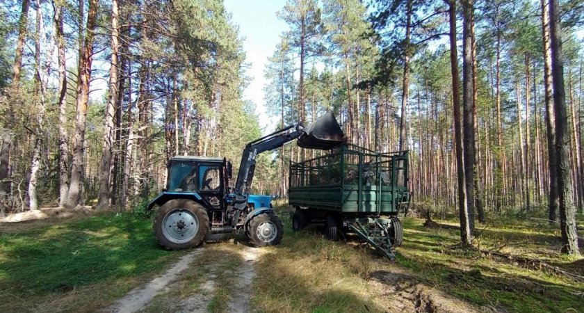 Владимирские лесники провели экологический субботник в рамках нацпроекта «Экологическое благополучие»