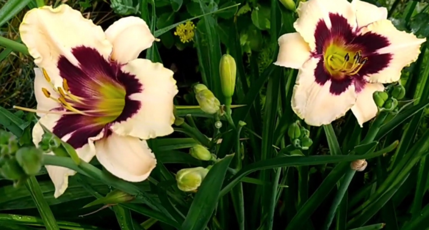 Обязательно посадите в сентябре лилейник: выживет там, где другие растения гибнут - инструкция