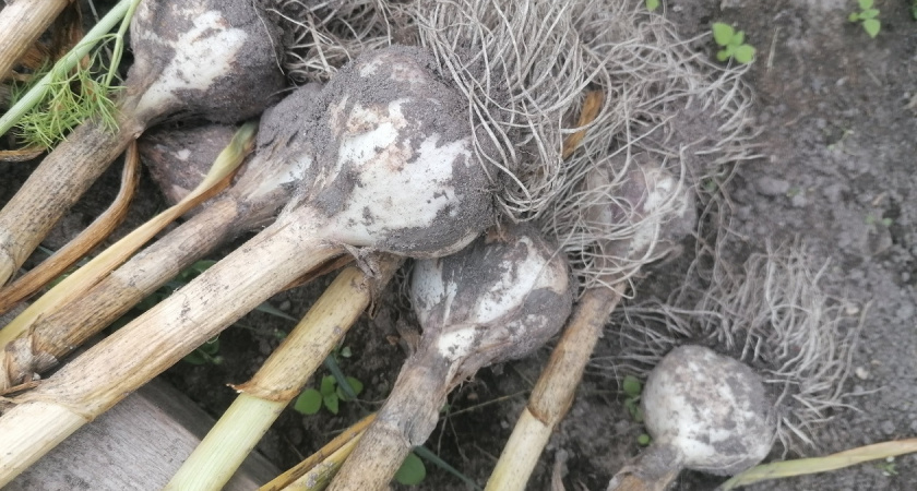 Секрет гигантского чеснока: 3 удобрения, которые меняют всё - соседи уже просят рецепт