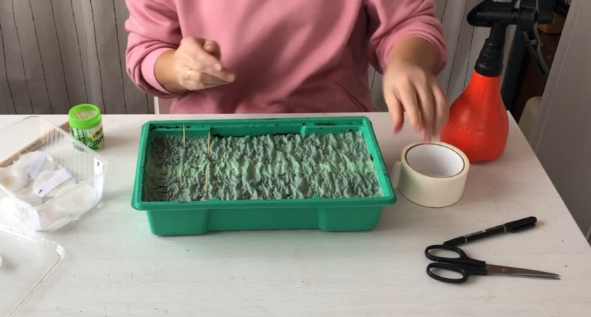 Почти без земли и грязи: как вырастить шикарную рассаду на обычной туалетной бумаге - подробная инструкция