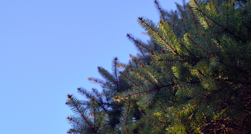 Предприниматель из Киржача отправил 700 сосен на Камчатку