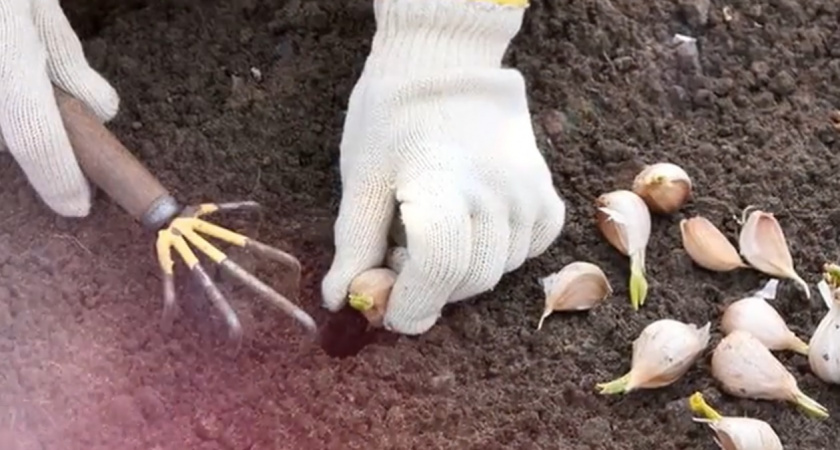 Озимый чеснок будет с кулак без подкормок: 3 осенние хитрости от опытного агронома