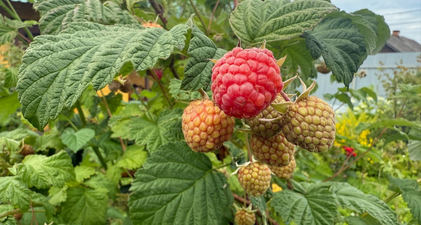 Как из одного куста малины сделать десять: Пошаговая инструкция от агронома со стажем