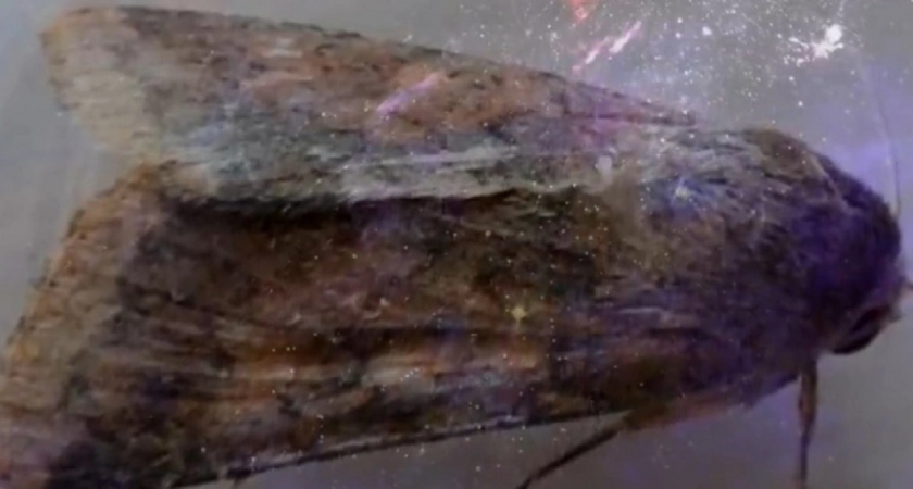 Моль боится этого как огня: простой и дешевый способ защитить вашу одежду от вредителя