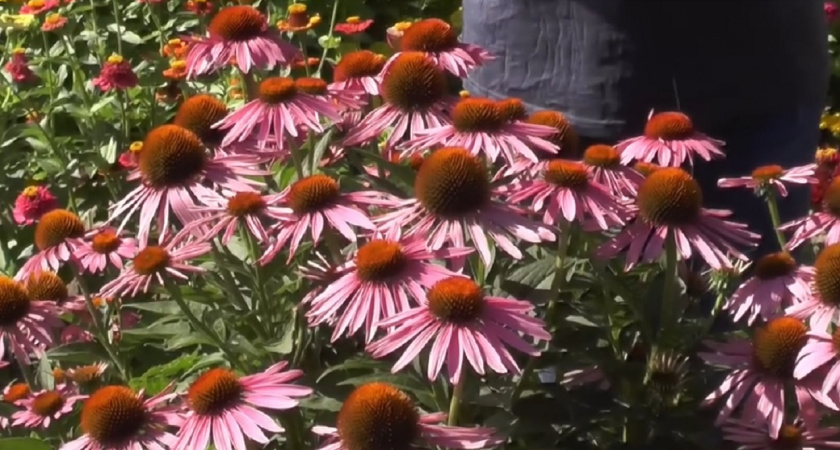 Ленивый сад — это возможно: 10 неприхотливых многолетников - будут цвести годами, пока вы отдыхаете