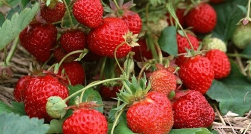 Не просто в землю воткнуть: 11 правил осенней посадки клубники для гигантского урожая сладких ягод