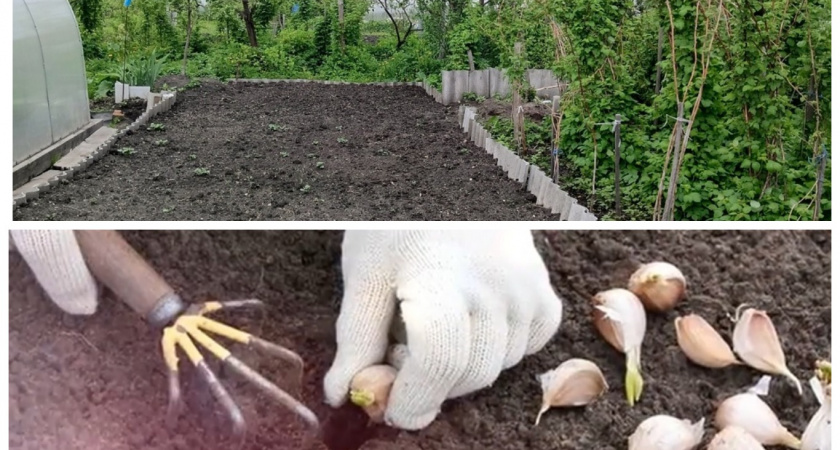 Готовим дачный участок к новому сезону: топ-5 важных советов для огородников - сохраните себе, чтобы не потерять