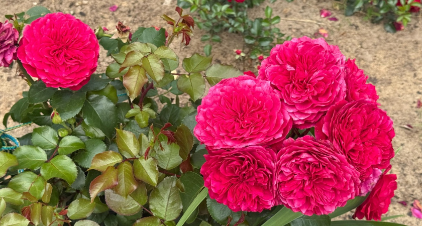 Уходим в спячку без потерь: главные осенние процедуры для роз, которые нельзя игнорировать