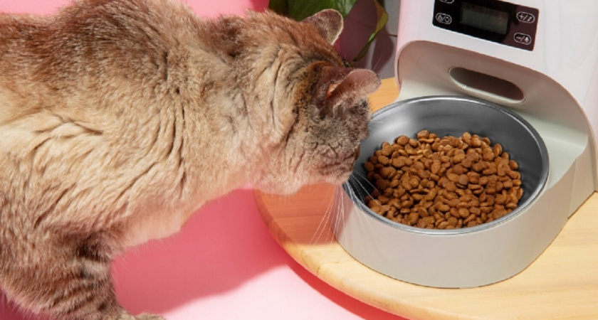 Как и сколько раз в день следует кормить кошек: запомните эти 5 правил раз и навсегда