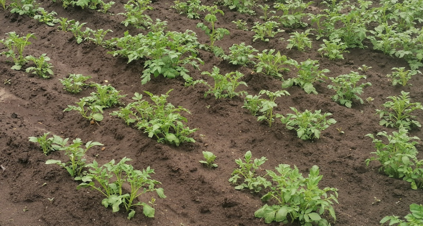 Добавляю это удобрение осенью вместо навоза: как всего 3 компонента вернут почве силу и здоровье