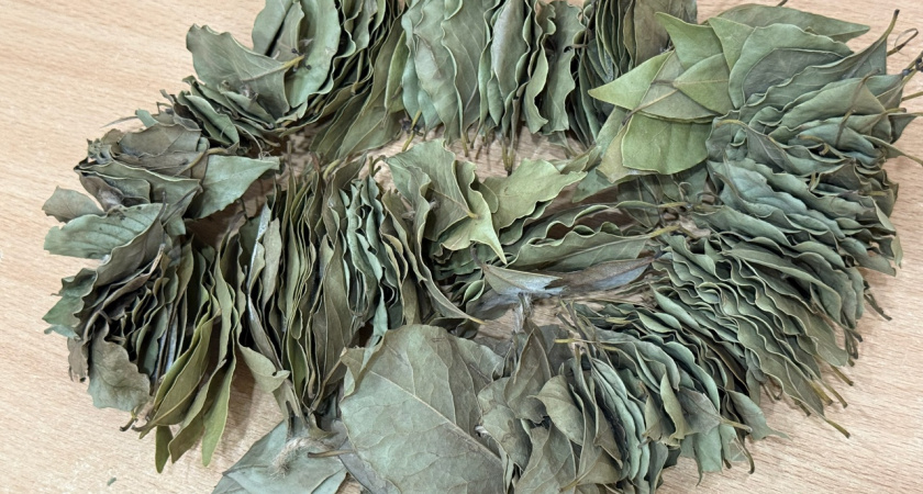 Лавровый лист - не только для супа: 5 гениальных способов применения, о которых вы не подозревали