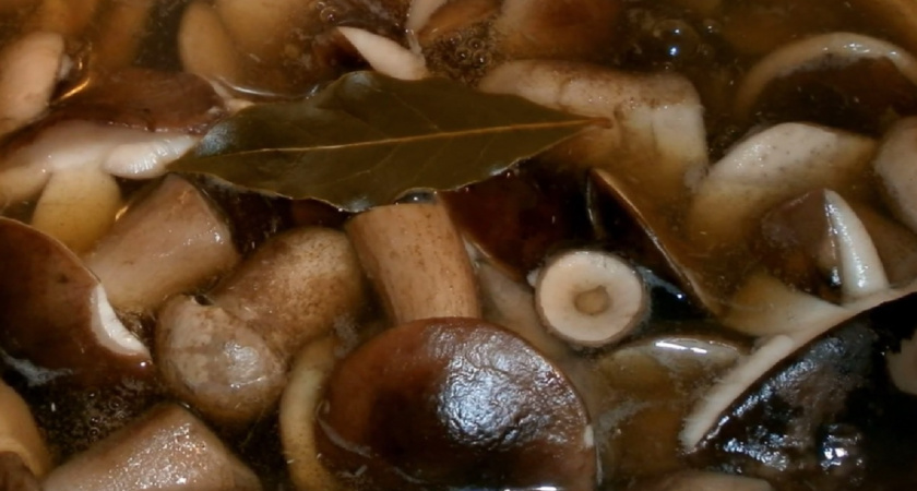 Как варить грибы, чтобы не оказаться в больнице: важные правила от Роспотребнадзора