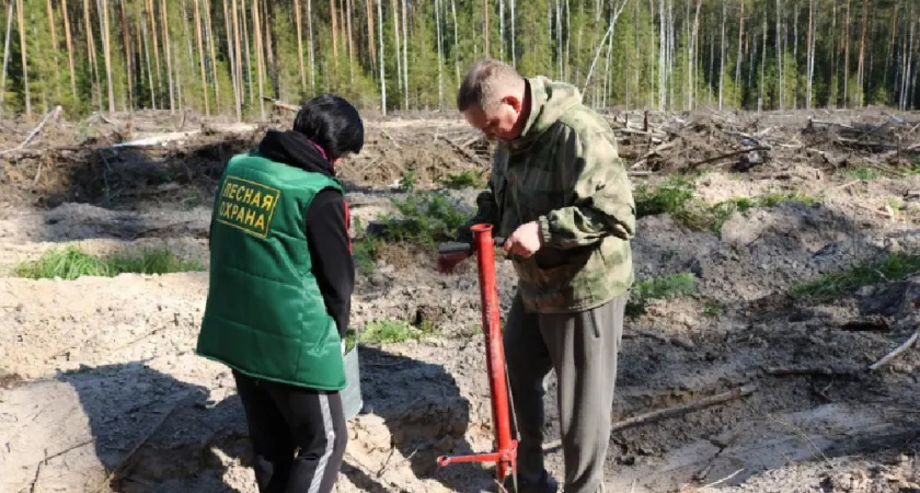 В Ковровском районе высадили тысячи молодых сосен