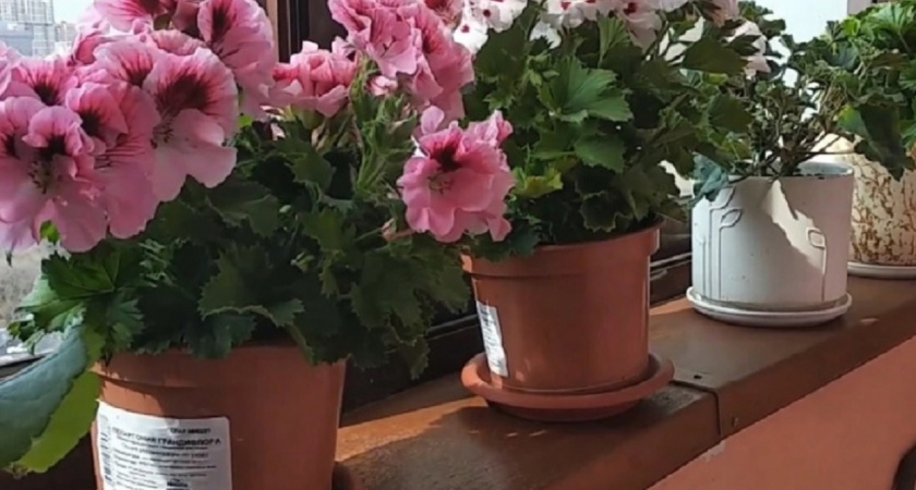 Правило 3-5-7: секретная формула, которая превратит вашу вытянутую герань в шикарный пышный цветок