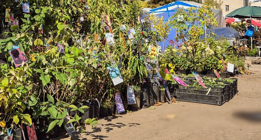 Во Владимире пресекли продажу фруктовых саженцев и гибридов нелегальных сортов