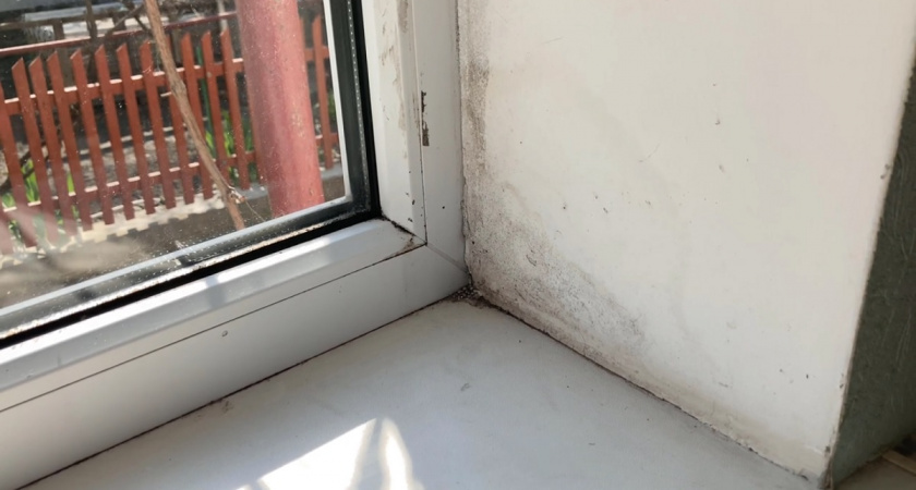 Плесень на окнах: простой способ борьбы без химии, который работает, если знать секрет