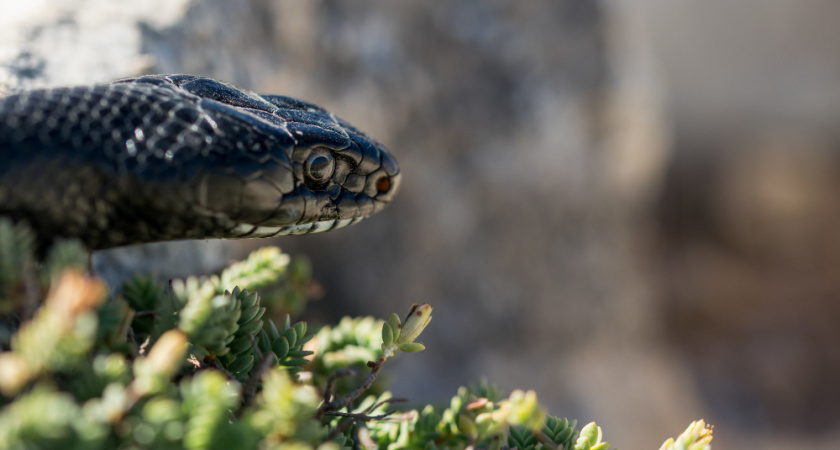 Жительницу Владимира госпитализировали после укуса ядовитой змеи