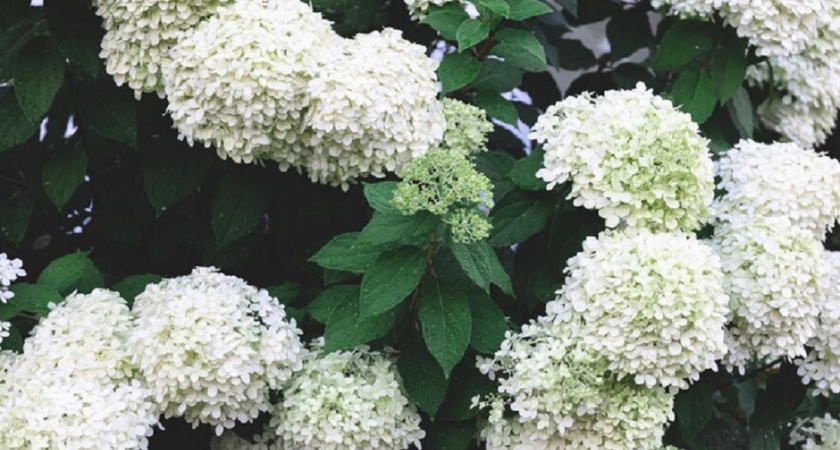 Не спешите браться за секатор: как ухаживать за гортензией осенью ради пышного цветения летом