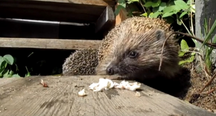 Почему ёж на даче опасен и что следует делать при встрече: запомните эти важные правила раз и навсегда