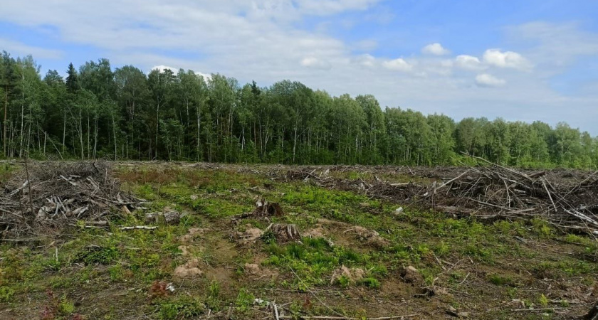 В Кольчугине возбудили дело о краже леса на 800 тысяч рублей
