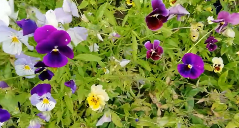 Бросил семена 5 цветов в землю осенью - соседи весной ахнули от моего цветущего участка