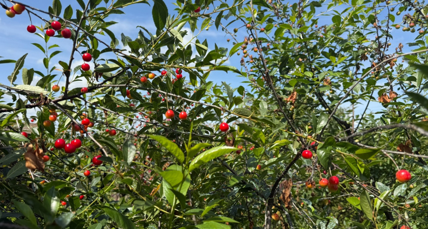 Осенняя подкормка вишни и сливы: рецепт рекордного урожая за 3 шага от опытных агрономов