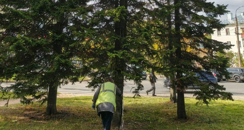 Во Владимире начали готовить городские растения к зиме