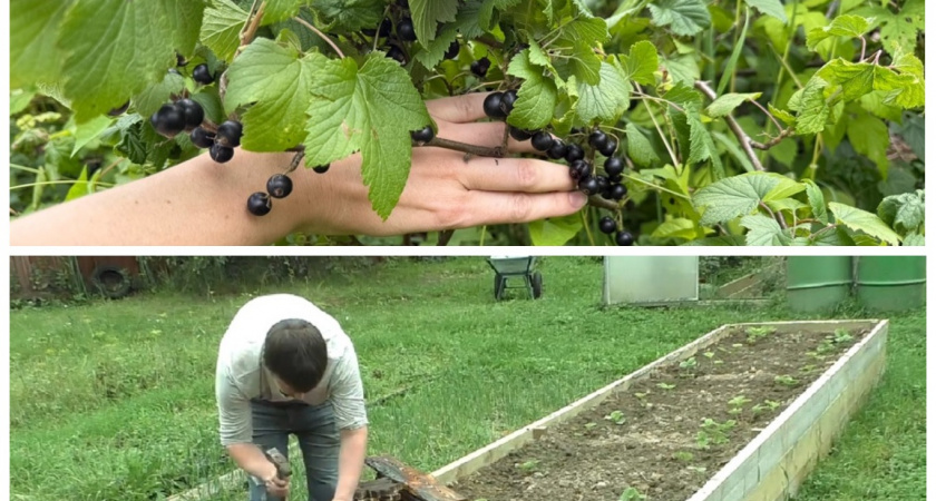 Топ-5 важных задач для дачников на осень: что обязательно нужно успеть сделать?